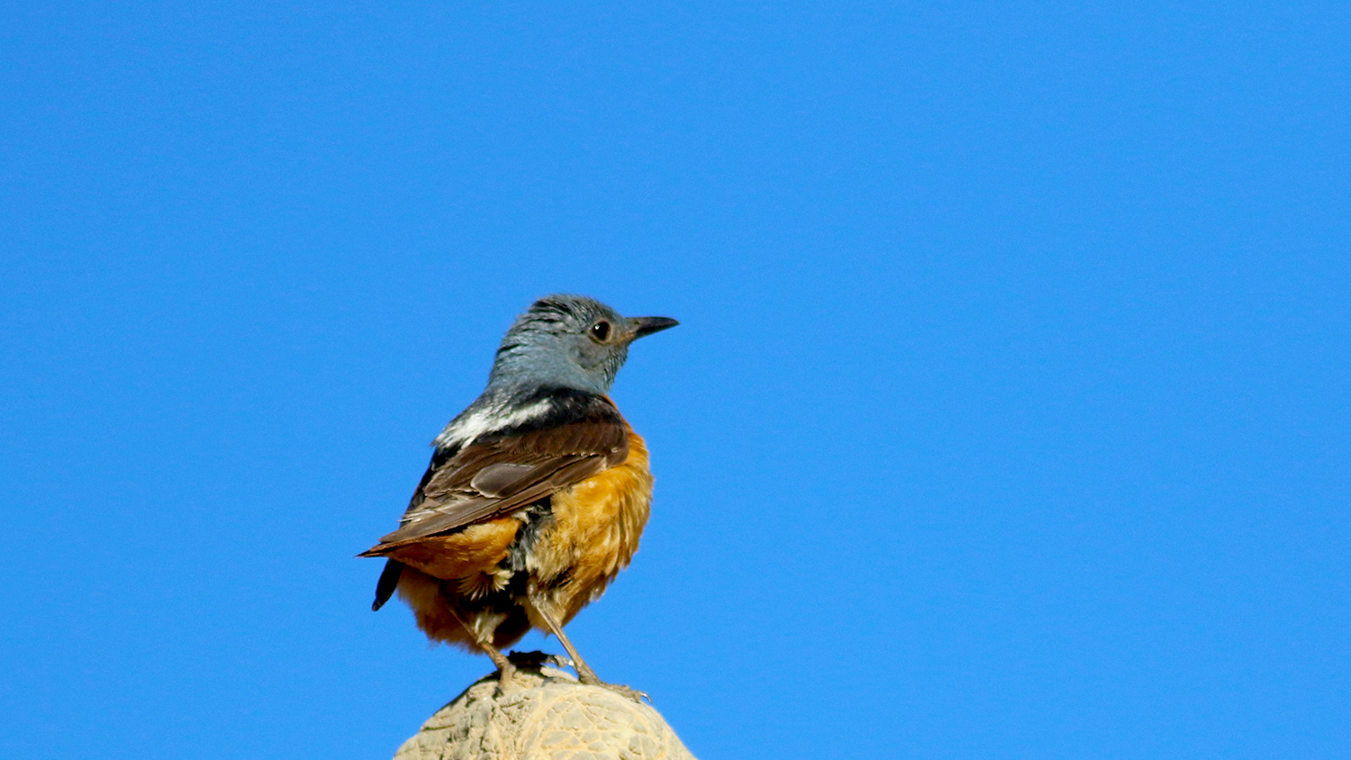 Rufous-tailed Rock-Thrush